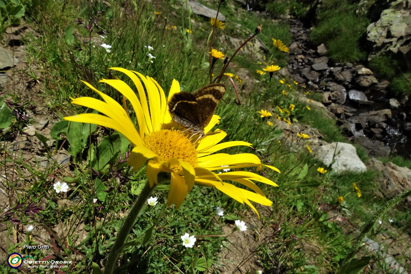 36 Doronico dei macereti (Doronicum grandiflorum) con farfalla.JPG